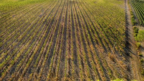 Aerial-landscape-view-of-vineyard-rows,-in-the-hills-of-Tuscany,-in-the-italian-countryside,-at-sunrise