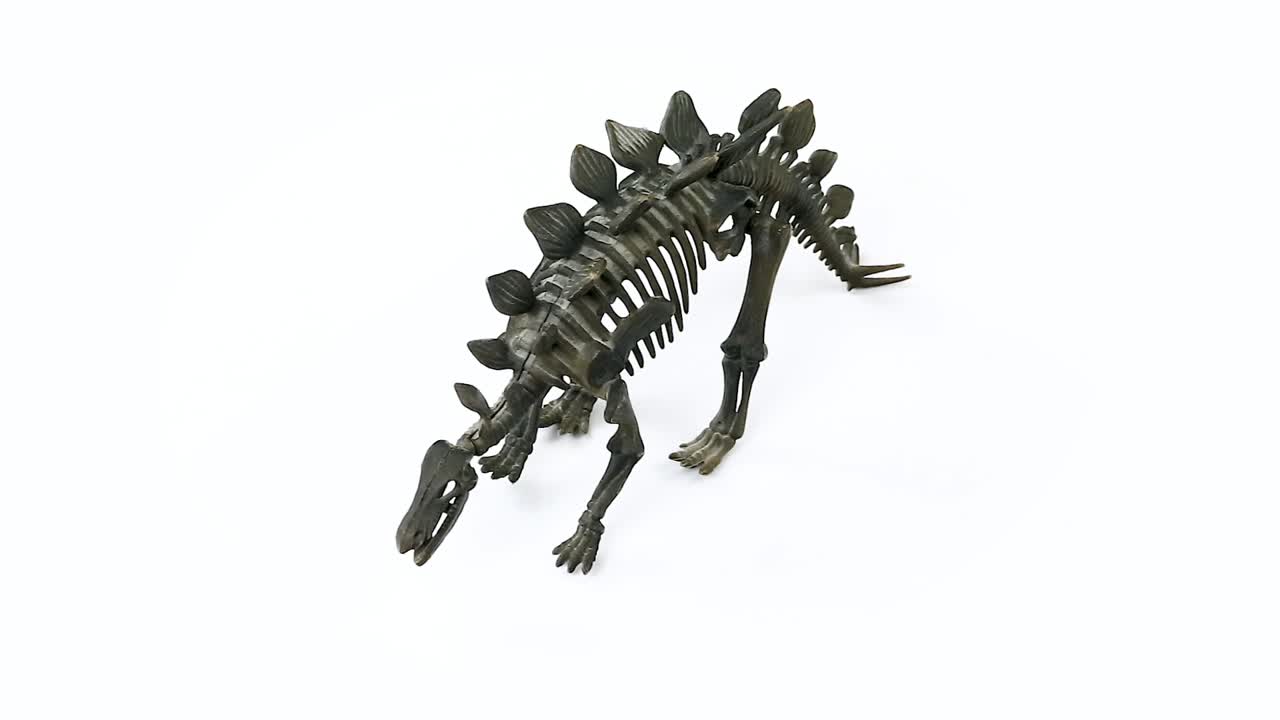 stegosaurus 해골 흰색 배경 비디오