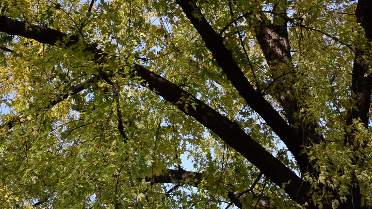Foglie su un albero. Autunno a ottobre