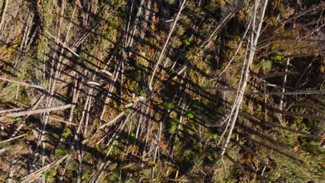 Vista-Aérea-De-Daños-Masivos-En-El-Bosque-De-Pinos,-Nueva-Zelanda