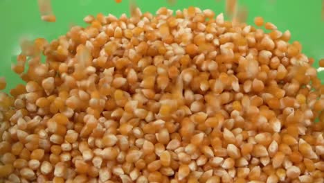 corn kernel filling a plate on chroma background
