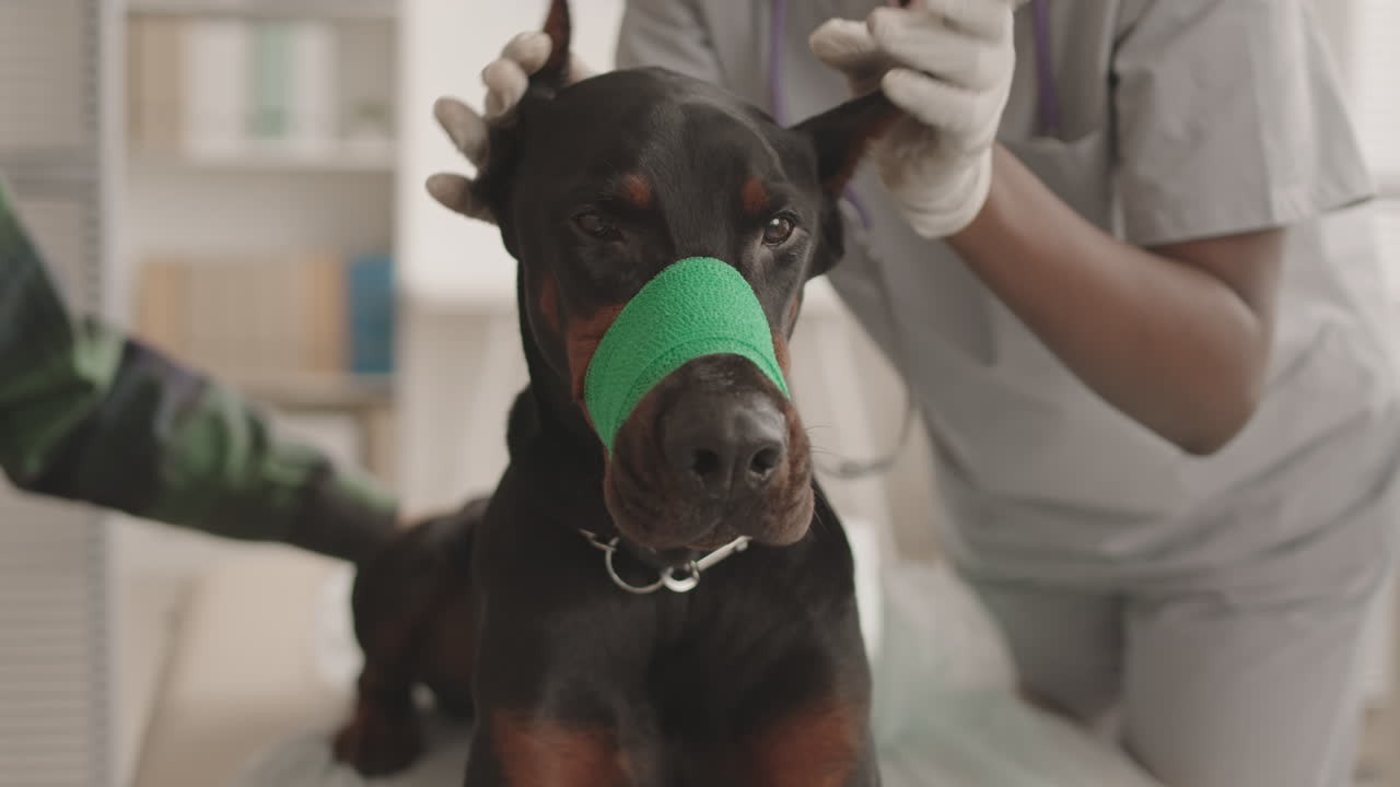 Dog with Bandage on Muzzle in Clinic