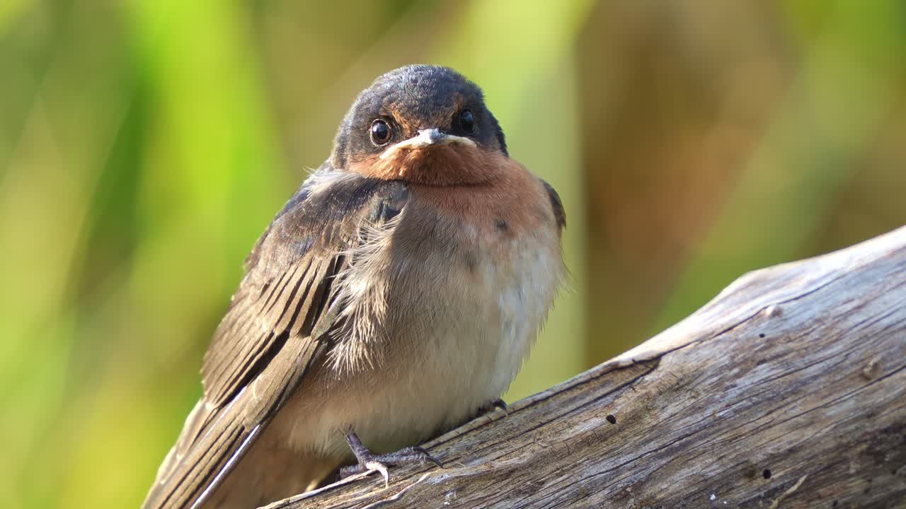 Close up shot of a Welcome Swallow (Hirundo neoxena) perched on a branch in its natural habitat, with puffed up plumage to keep warm, gazing curiously around at sunset