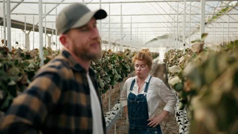 Confused-and-sad-girl-Farmer-with-red-hair-communicates-with-her-fellow-guy-about-wilted-and-dry-strawberries-in-a-greenhouse-on-the-farm