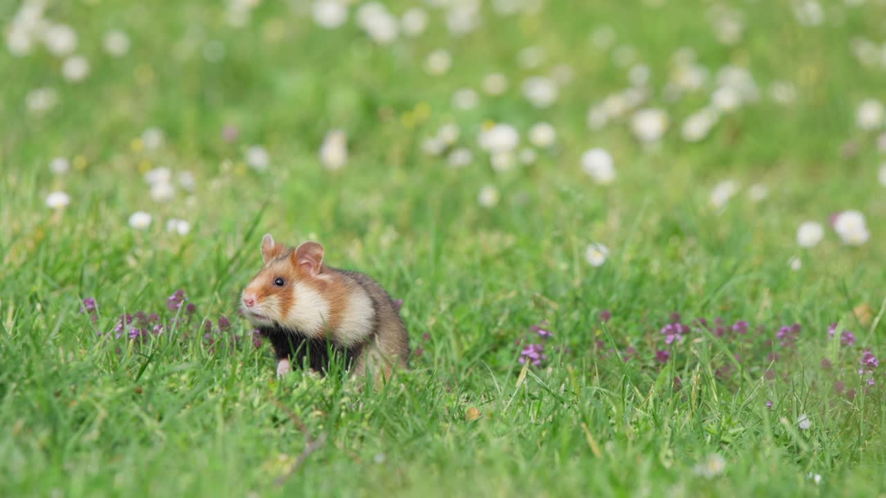 Hamster in grassy meadow sits upright, staring left of camera, then drops to all fours and forages among white wildflowers. Calm, natural wildlife behavior, close-up