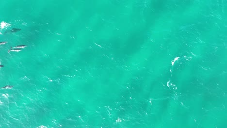 pod of dolphins swimming in large numbers through the blue waters of north stradbroke island