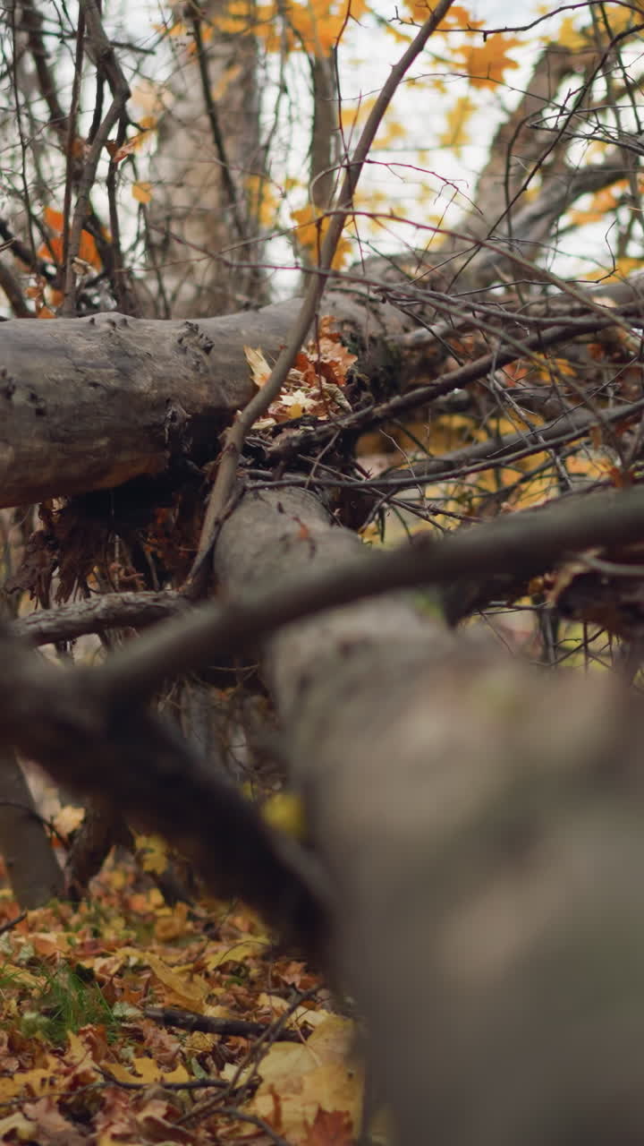 Serene autumn forest scene featuring fallen trees lying across a woodland path, surrounded by tall trees with golden leaves, dry foliage covers the ground, creating a peaceful atmosphere