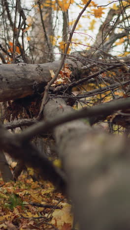 escena serena del bosque de otoño con árboles caídos que se encuentran a través de un camino forestal, rodeados de árboles altos con hojas doradas, el follaje seco cubre el suelo, creando una atmósfera pacífica