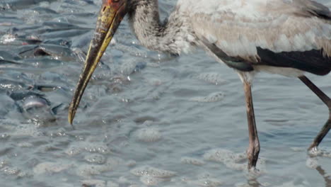 Nahaufnahme-Eines-Jungen-Gelbschnabelstorches,-Der-In-Einem-Teich-Voller-Welse-Fischt