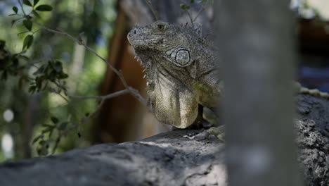 Tiro-De-Seguimiento-De-Iguana-Verde-Sentada-En-La-Rama-De-Un-árbol-En-La-Playa,-Cámara-Lenta