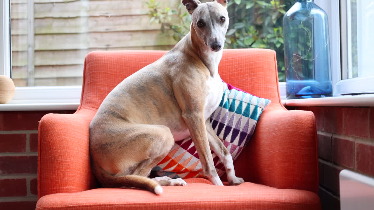 Whippet Dog Sits on an Orange Arm Chair by a Window. 4K.