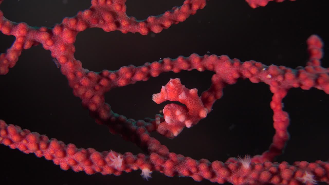 карликовый морской конек денис