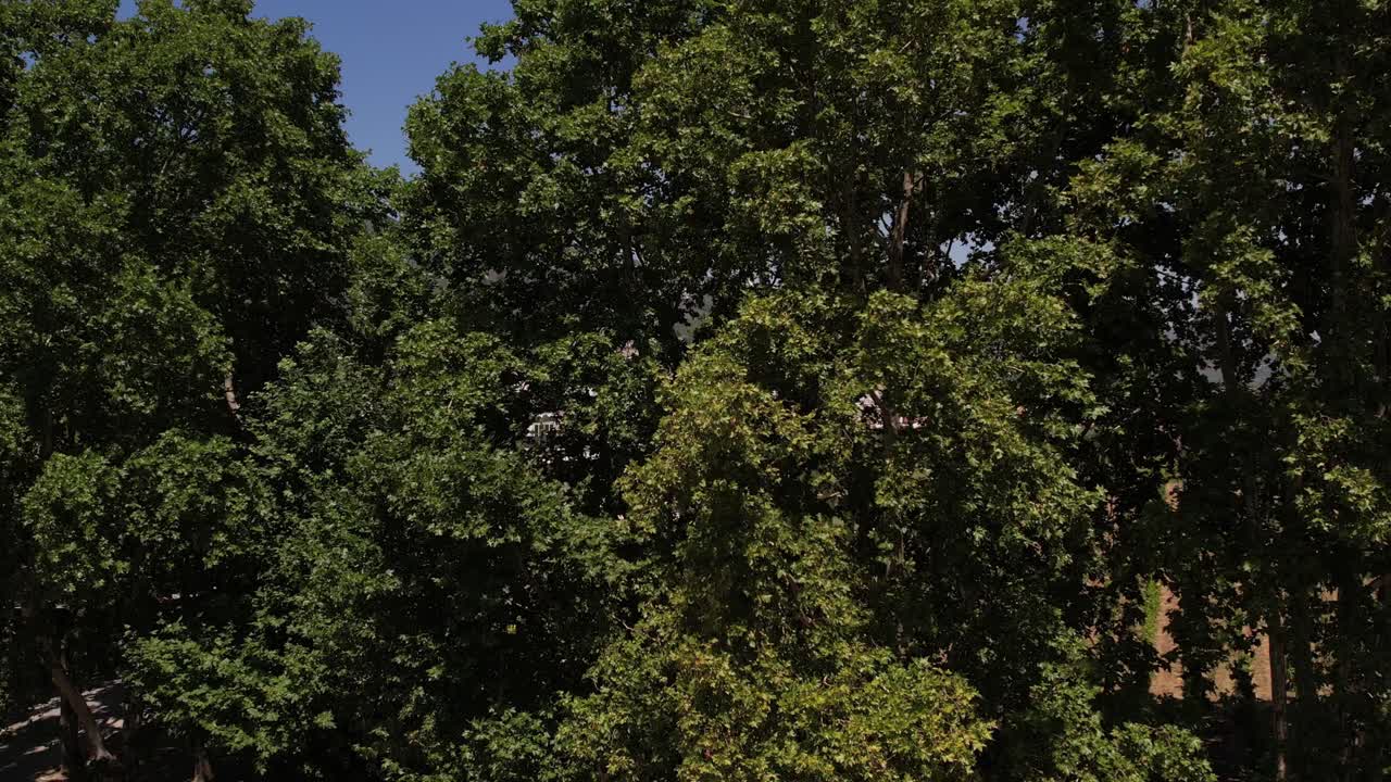 View of a town from behind trees