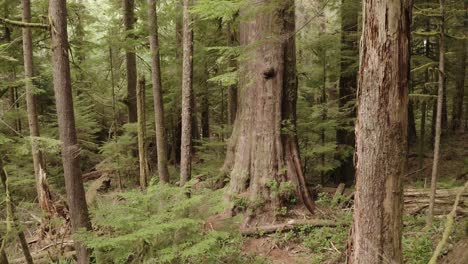 eine riesige westliche rote zeder in einem alten wald auf vancouver island