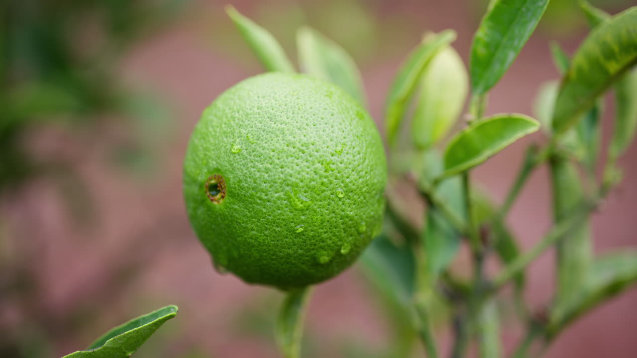 Close up of a green, wet lemon growing on a tree
