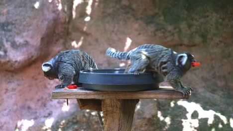 Close-up-shot-of-two-cute-common-marmoset,-callithrix-jacchus-grabbing-a-piece-of-red-bell-pepper-out-of-a-bowl,-eating-and-wondering-around-its-surrounding-in-wildlife-sanctuary,-and-one-jump-away