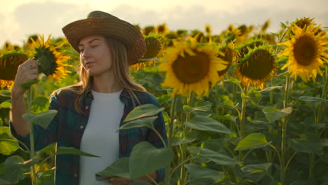 a botanist in a straw hat and plaid shirt is walking on a field with a lot of big sunflowers in summer day and writes its properties to her tablet for scientific article.