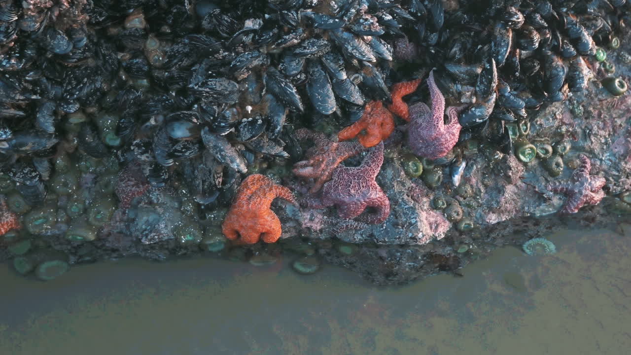 estrellas de mar o estrellas de mar junto con mejillones negros en la costa de oregon