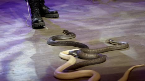 espectáculo de serpientes en el escenario