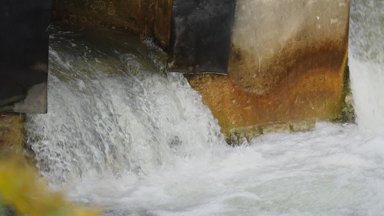 Salmon leaping upstream in slow motion Ganaraska River, Ontario excitement