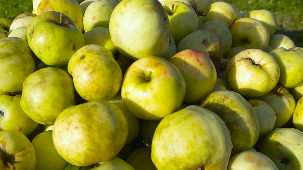 Close up view of golden yellow and green colored apples in a pile at a sunny summer or autumn garden. Footage gliding over the shiny and delicious fruit