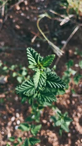 close-up of green leaves and plant on ground
