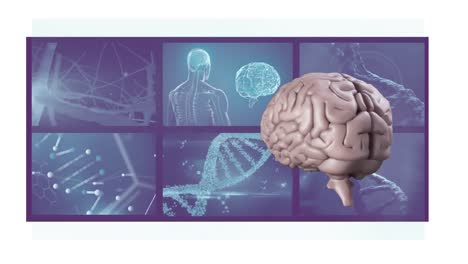 animación de cerebro giratorio en 3d con pantallas científicas
