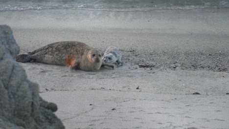 harbor seal mother and newborn pup scooting forward towards the camera