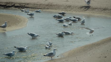 sandy waters, beach wildlife, migratory bird flocks, seagull species