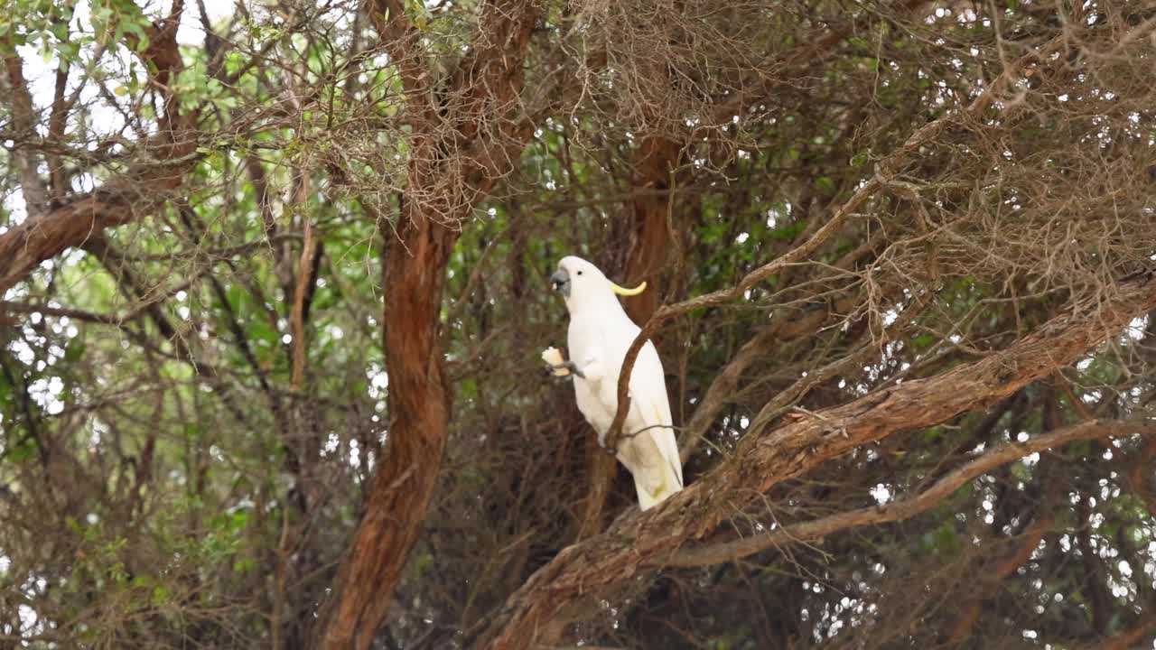 un coquete posado en una rama de un árbol