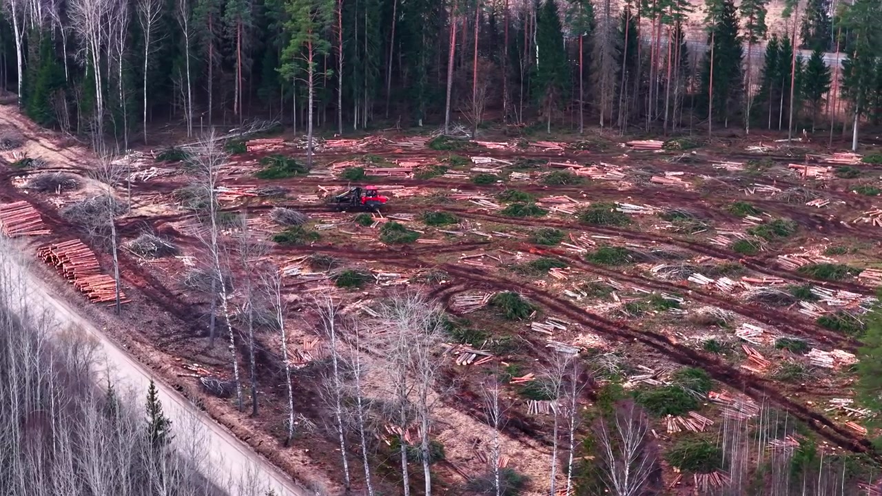 Forwarder vehicle maneuvering in a deforested area to collect felled trees, aerial view