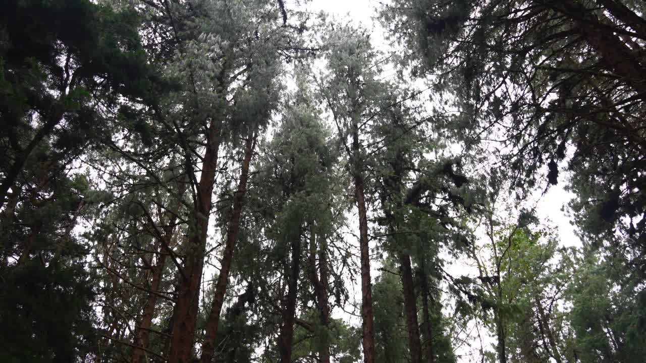 View looking up through the canopy of a pine tree andean forest in Colombia,