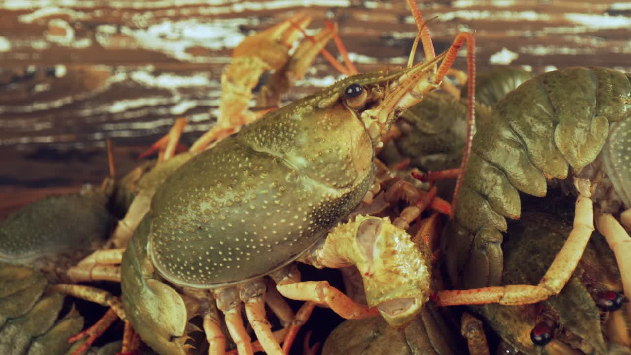 Premium stock video Live crayfish on a wooden table