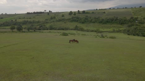 caballos en un campo con un dron aéreo de potro disparado en un verde enorme en un día nublado