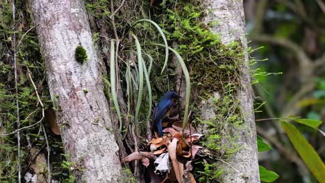 Der-Hügelblaue-Fliegenschnäpper-Kommt-In-Höhenlagen-Vor,-Er-Hat-Blaue-Federn-Und-Eine-Orangefarbene-Brust-Für-Das-Männchen,-Während-Das-Weibchen-Blass-Zimtbraun-Ist-Und-Auch-Eine-Orangefarbene-Brust-Hat