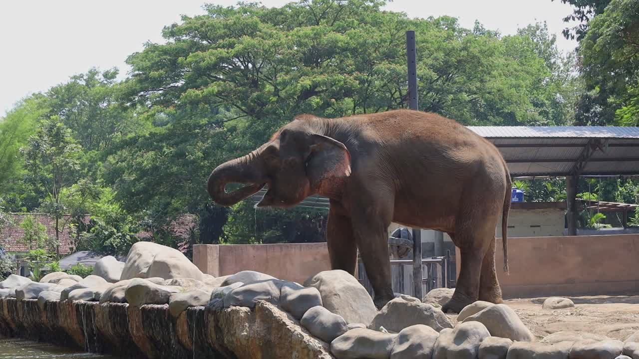 Elephant Drinking at the Zoo