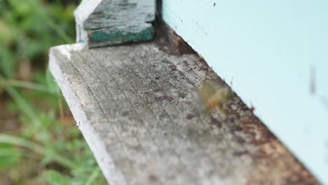 bees entering and exiting light blue bee house tripod