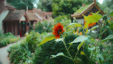 Orangefarbene-Sonnenblume-Auf-Dem-Gelände-Der-Villa-Garden-In-London