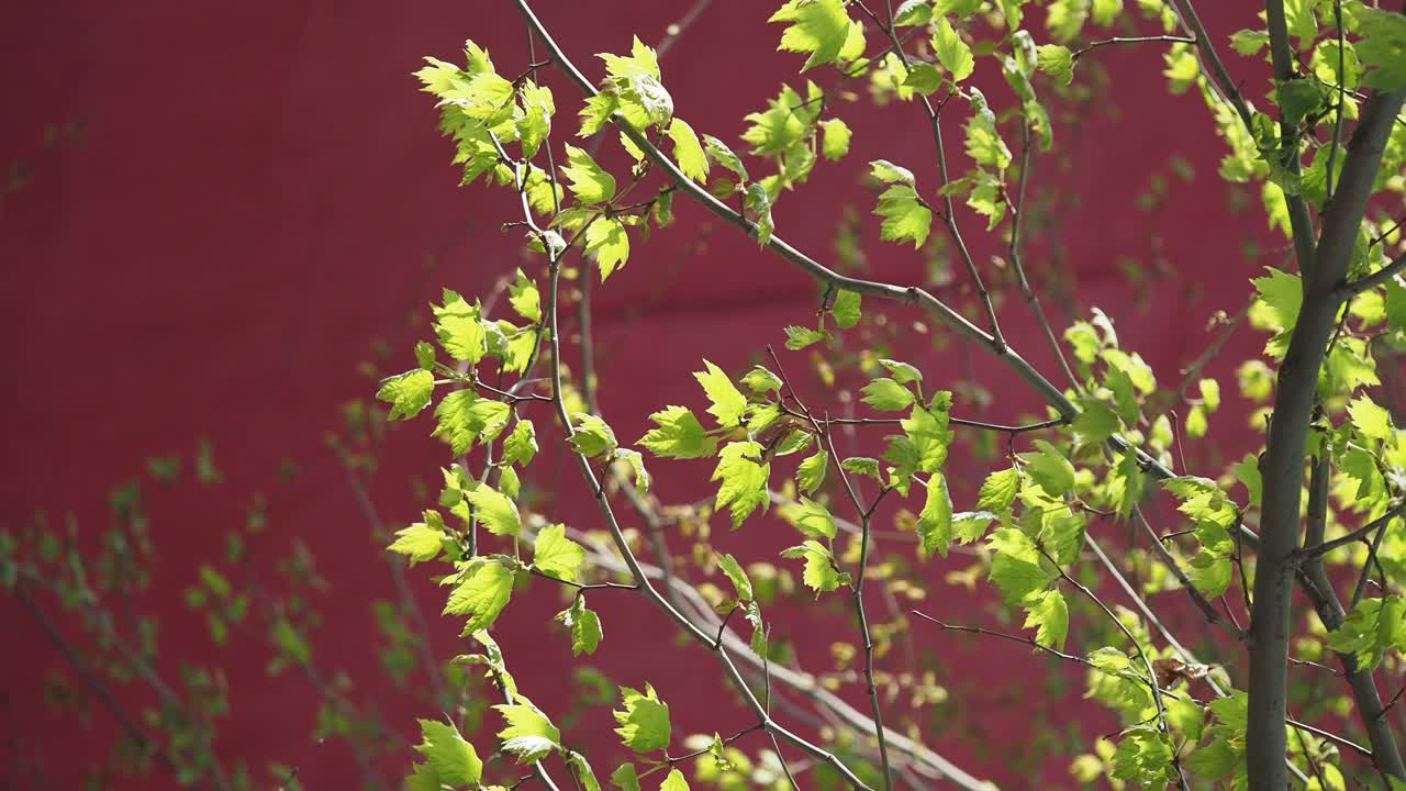 Spring leaves against a red wall