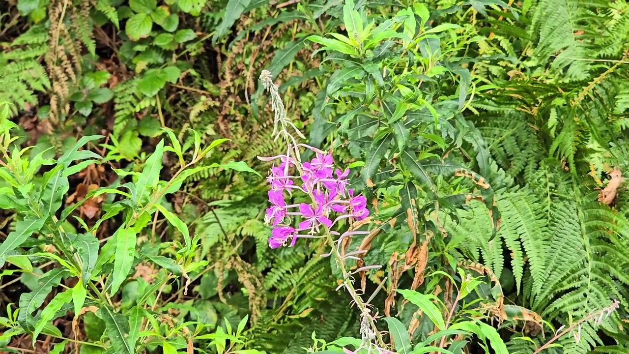 Lindas flores roxas de epilóbio cercadas por folhagem verde exuberante movendo-se suavemente na brisa de verão