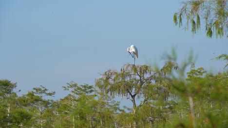 white egret crane standing on one foot on top of tree in everglades national park florida