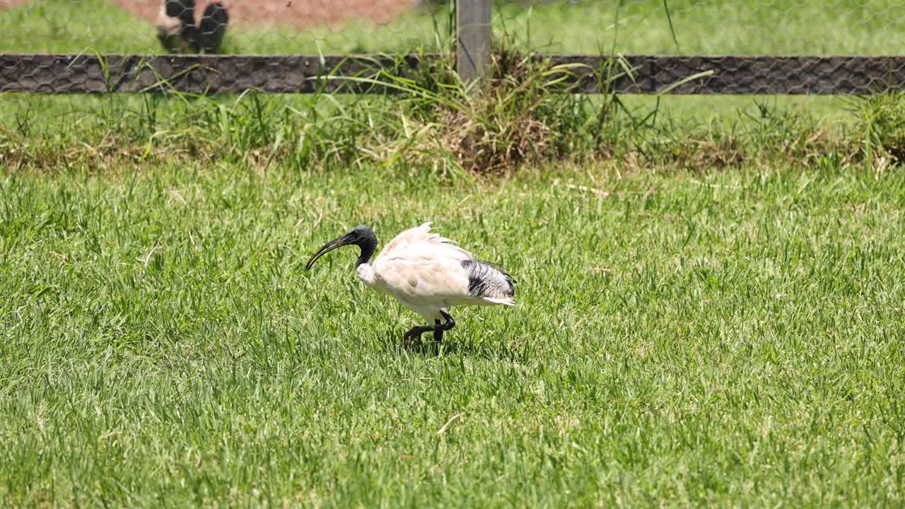 이비스는 잔디에서 고 는다.