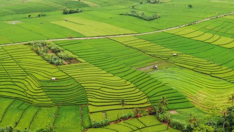 Hermosamente-Verde-Y-Vívido-Clip-Aéreo-De-Movimiento-Lento-De-Exuberantes-Arrozales-Balineses-En-Diferentes-Etapas-De-Crecimiento-En-Canggu