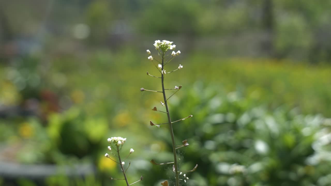 Shepherd's purse plant in a meadow