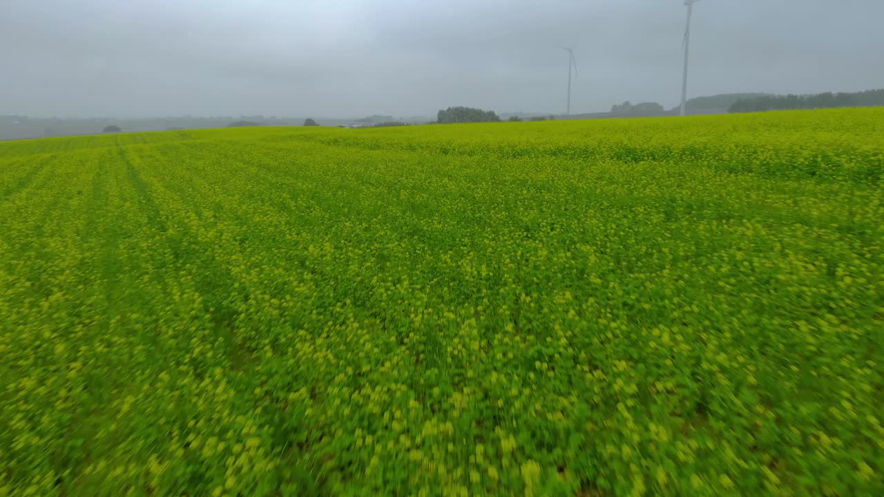 Aerial fotage over mustard field, green field, ripening mustard field in foggy day, drone 4K, close up ground and fog