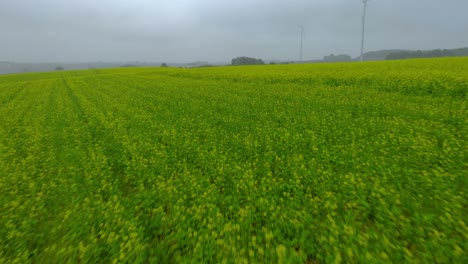 Toma-Aérea-Sobre-Campo-De-Mostaza,-Campo-Verde,-Campo-De-Mostaza-En-Maduración-En-Un-Día-Brumoso,-Drone-4k,-Tierra-De-Cerca-Y-Niebla