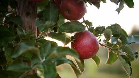 handheld video shows of man’s hand picking apple