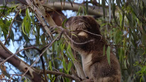 koala holding on branch of tree while eating eucalyptus leaves in wilderness