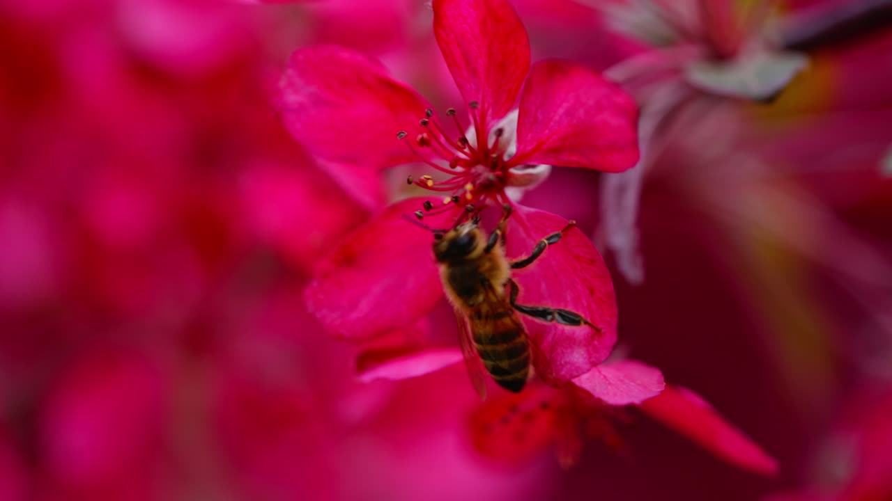Honey bee lands on blooming pink flower to gather pollen in slow motion