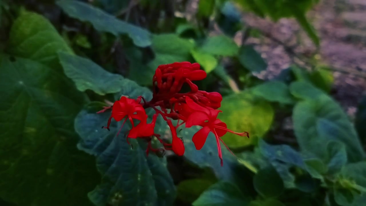Fiore di Pagoda rosso vivace che sboccia in un giardino lussureggiante